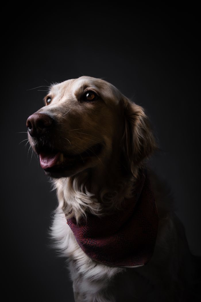 A captivating studio portrait of a Golden Retriever wearing a red bandana, captured with a dramatic lighting effect.
